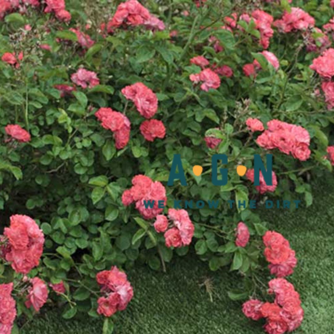 Drift Rose Bushes
