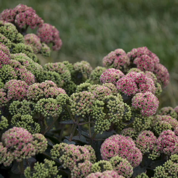 Coraljade Stonecrop Sedum