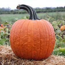 Pumpkins, Grown