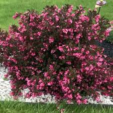 Weigelia Dark Horse
