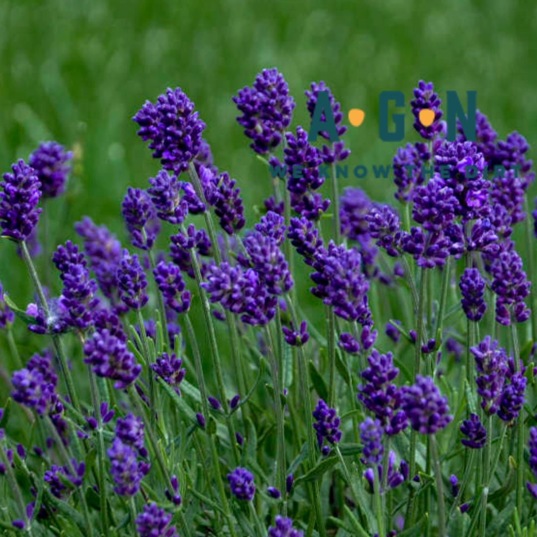 Deep Purple Lavender