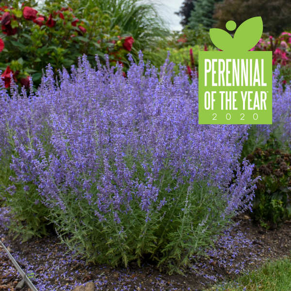Denim 'n Lace Russian Sage