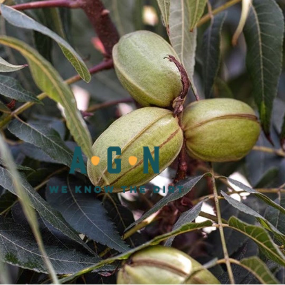 Desirable Pecan Tree