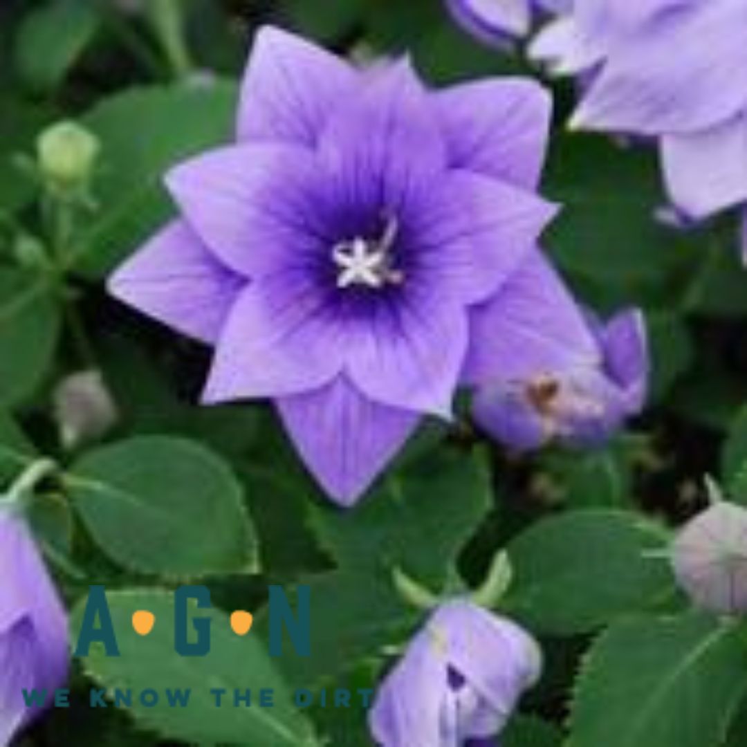 Balloon Flower