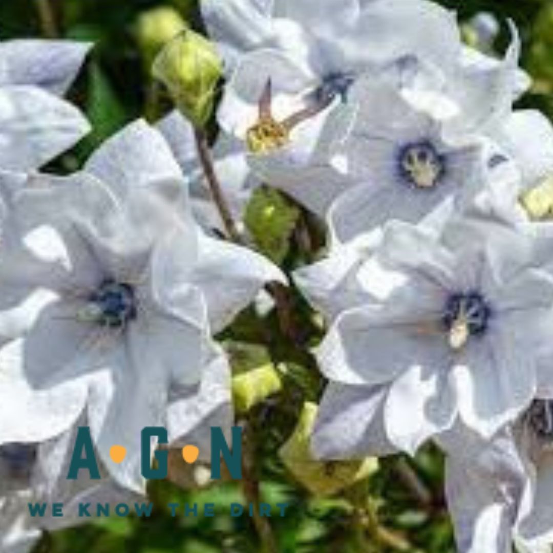 Balloon Flower