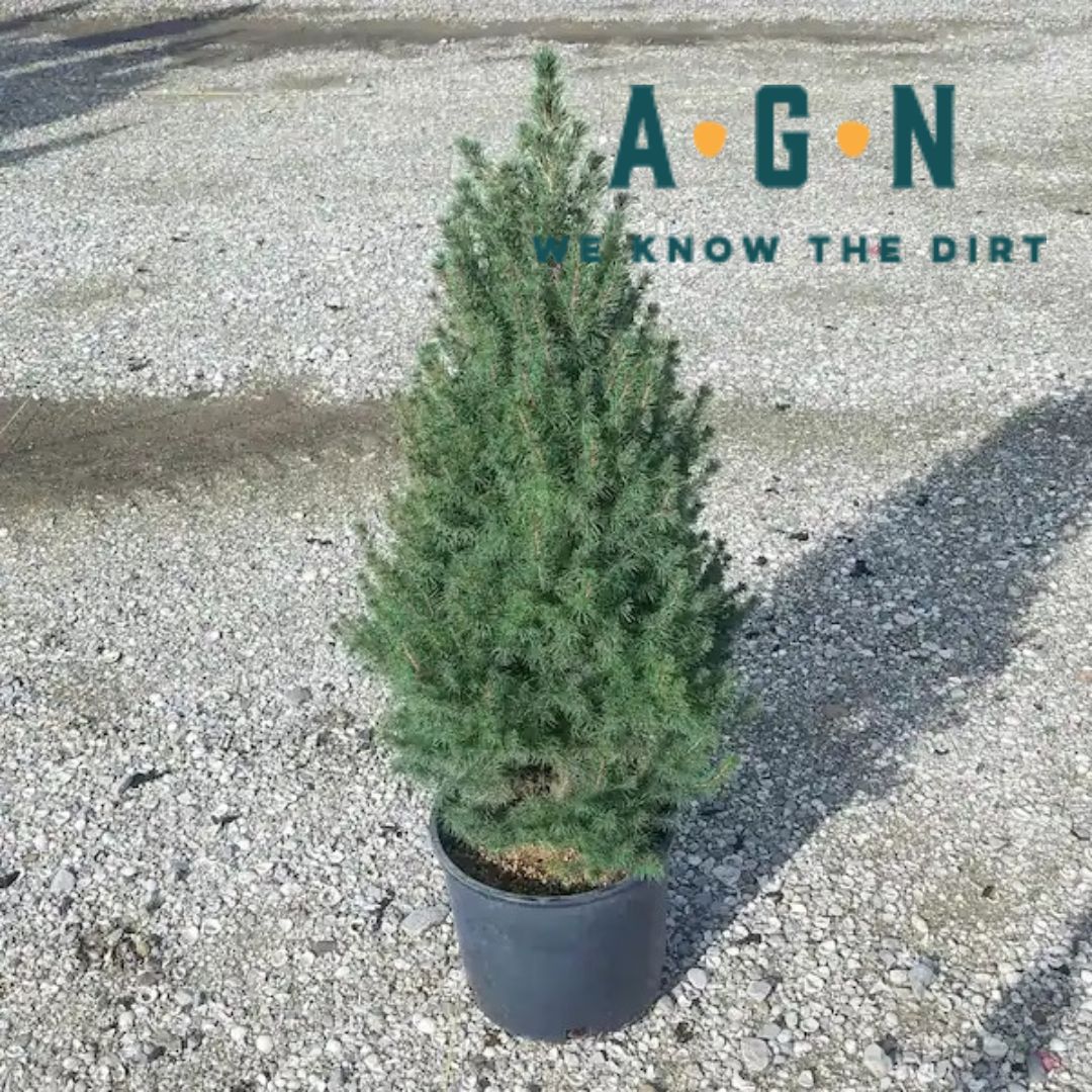 Dwarf Alberta Spruce