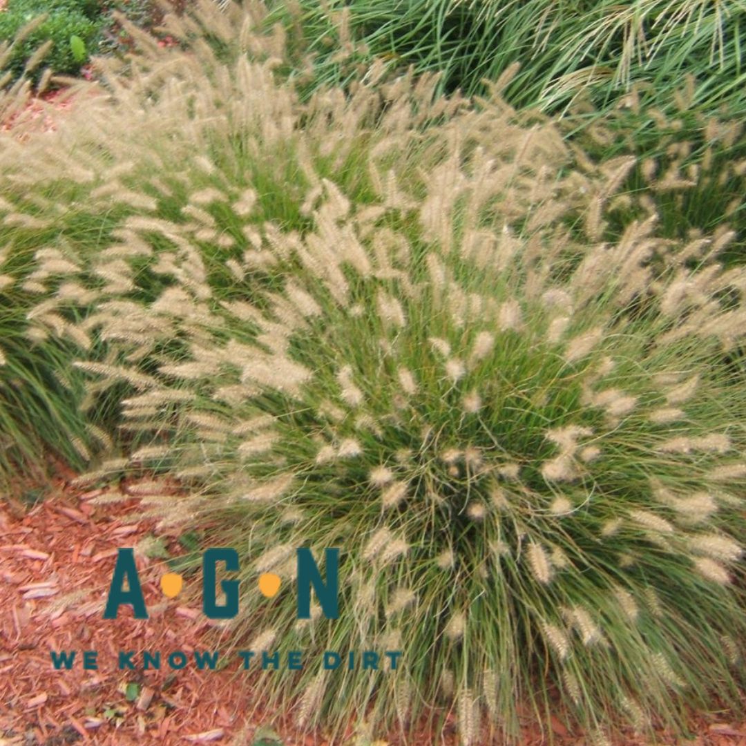 Dwarf Hameln Pennisetum Fountain Grass