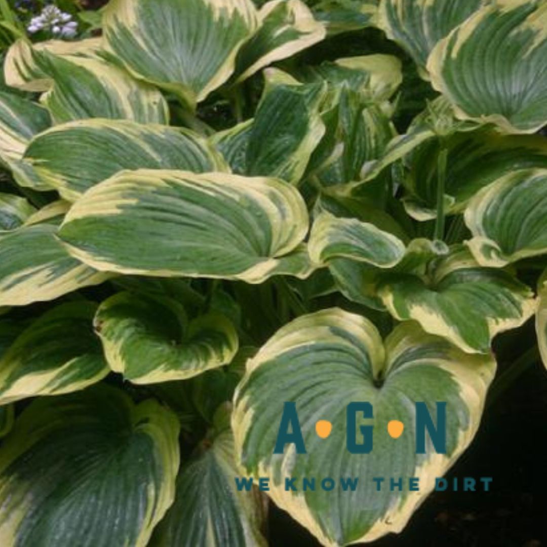 Earth Angel Hosta