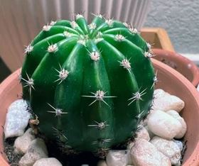 Easter Lily Cactus