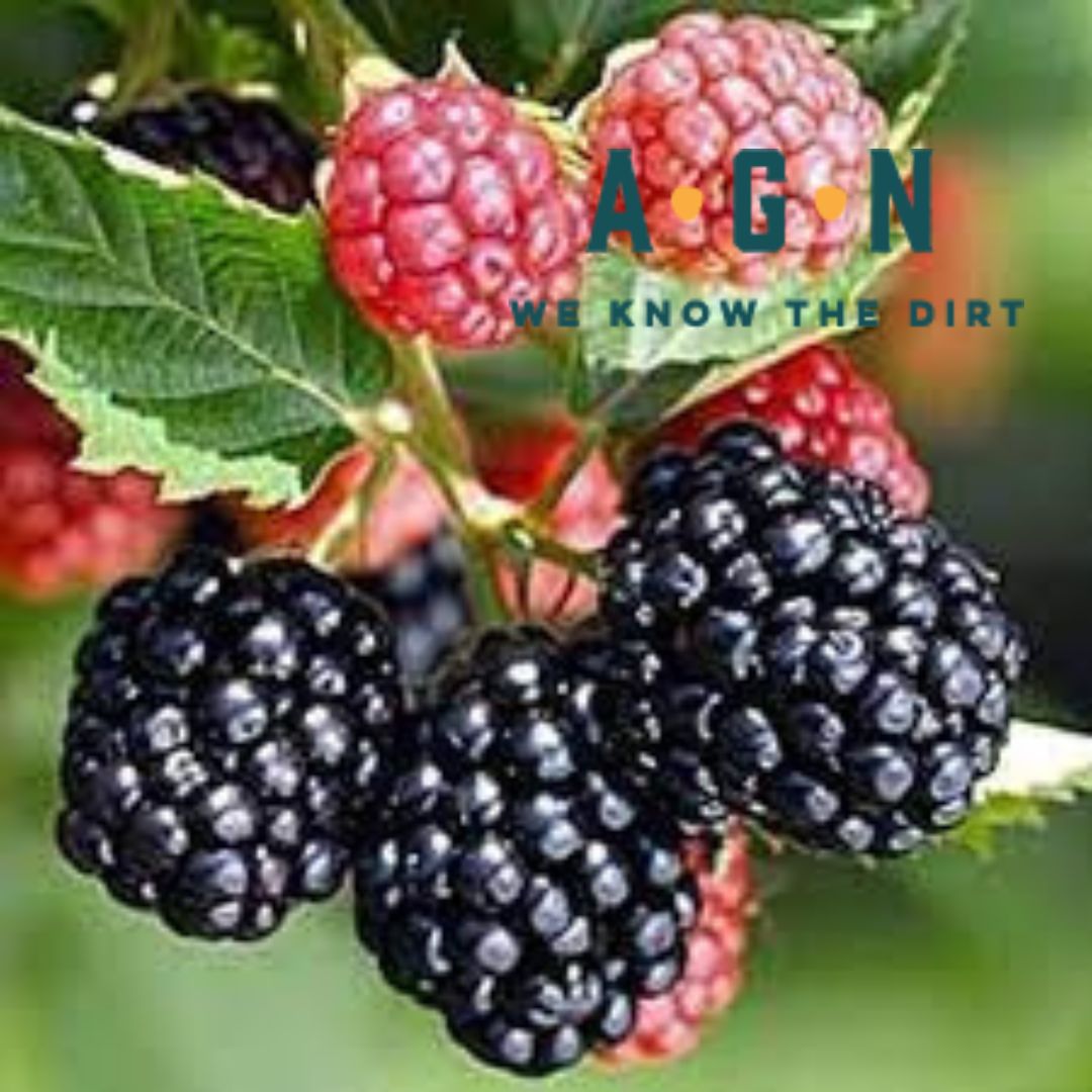 Ebony King Blackberry Vine