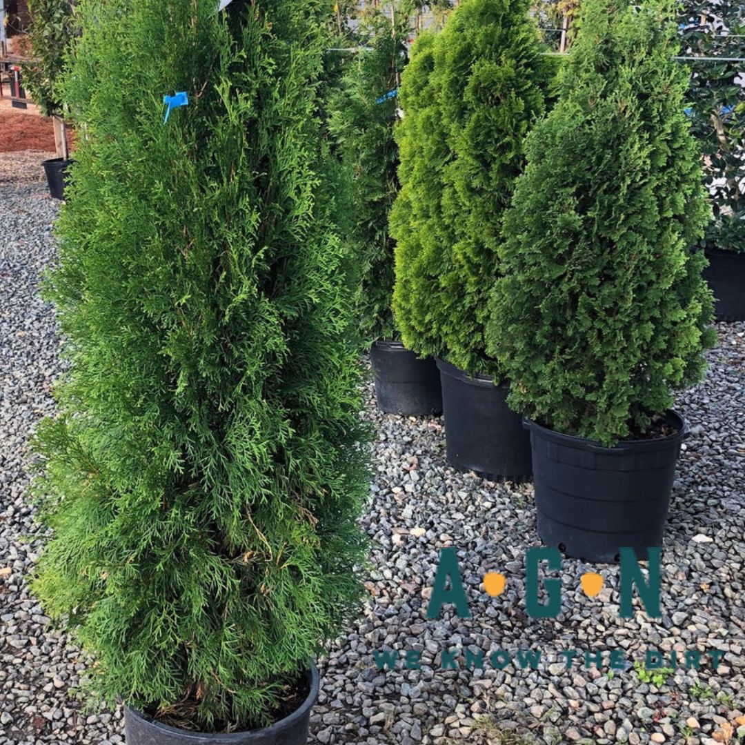 Emerald Green Arborvitae