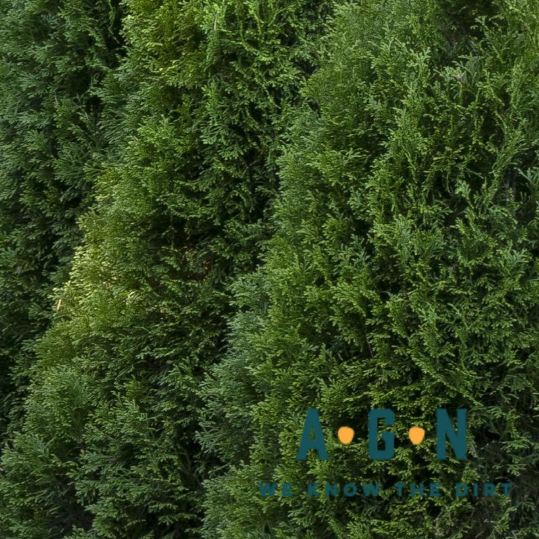 Emerald Green Arborvitae