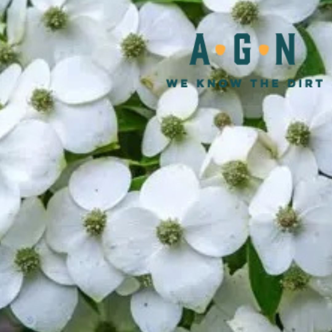 Dogwood Empress Of China