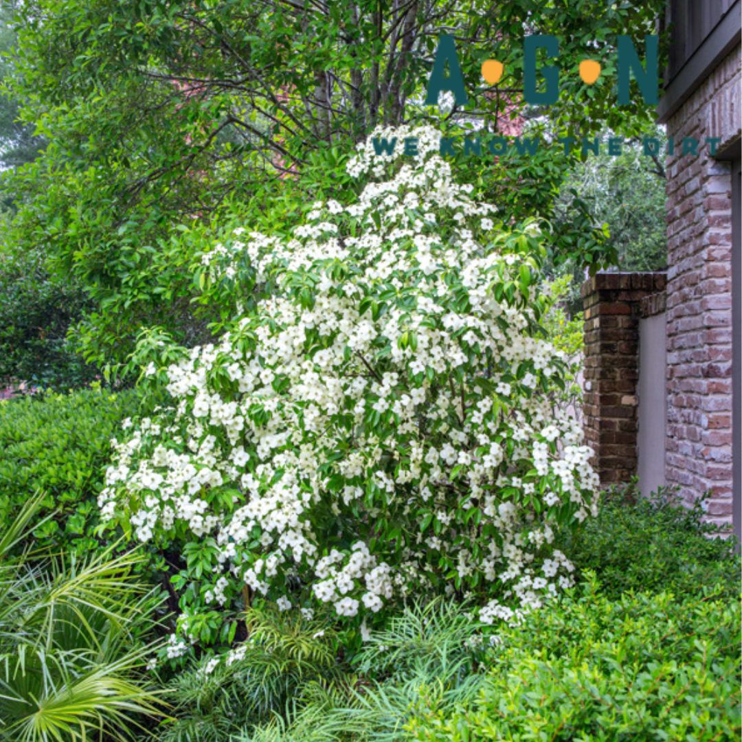 Dogwood Empress Of China