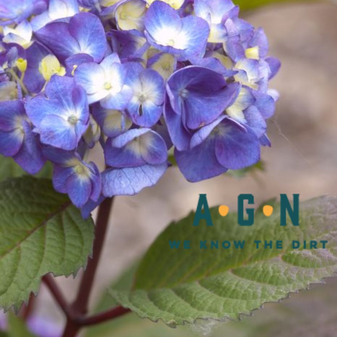 Endless Summer Bloomstruck Hydrangea