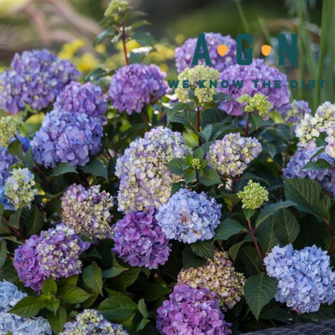 Endless Summer Bloomstruck Hydrangea