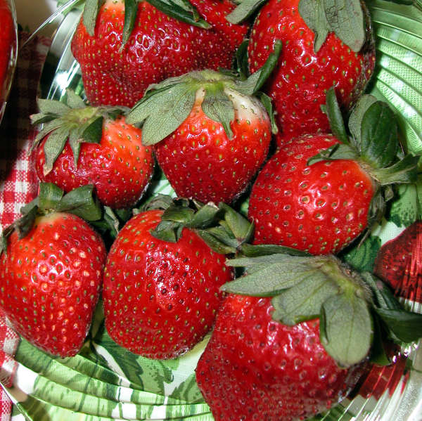 Eversweet Strawberry Plant