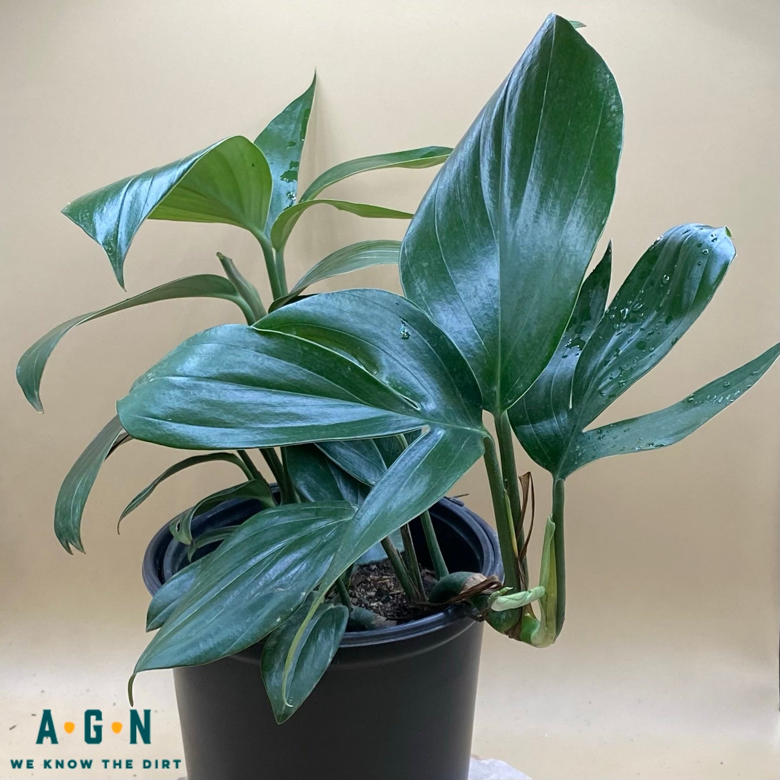 Decursiva Philodendron