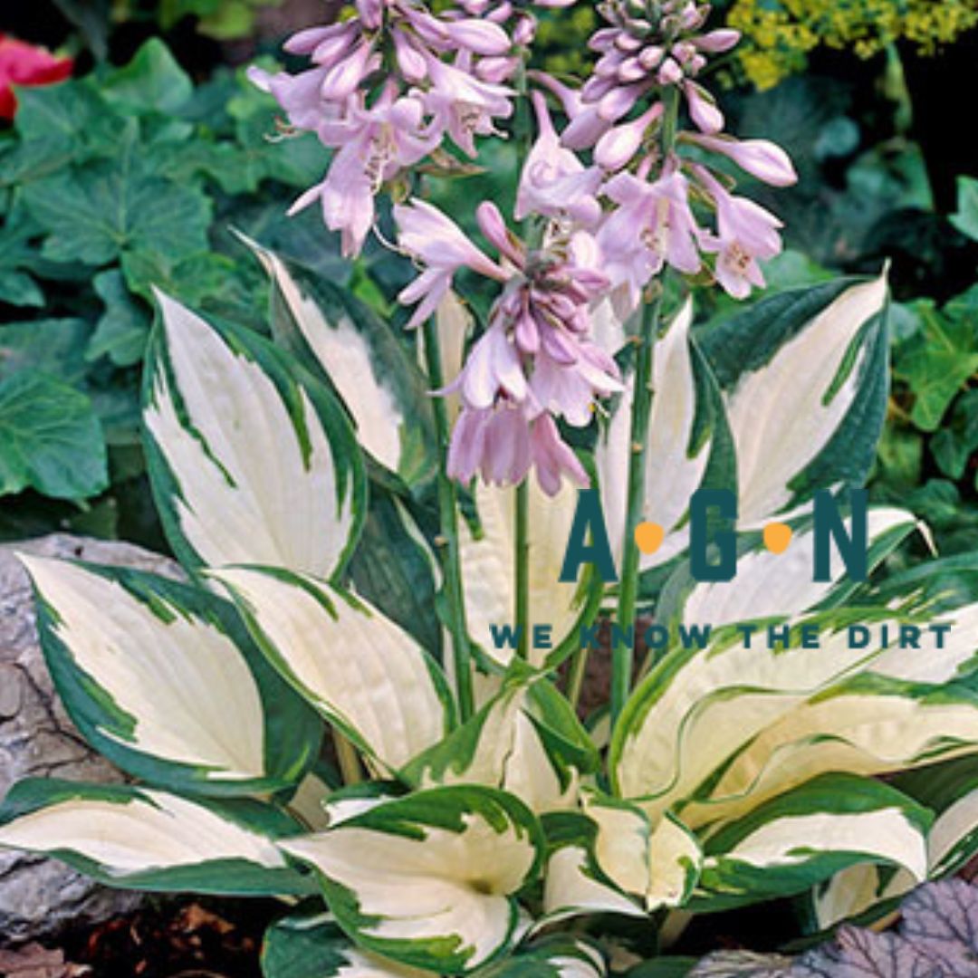 Fire & Ice Hosta