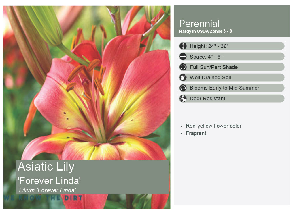 Lily, Asiatic