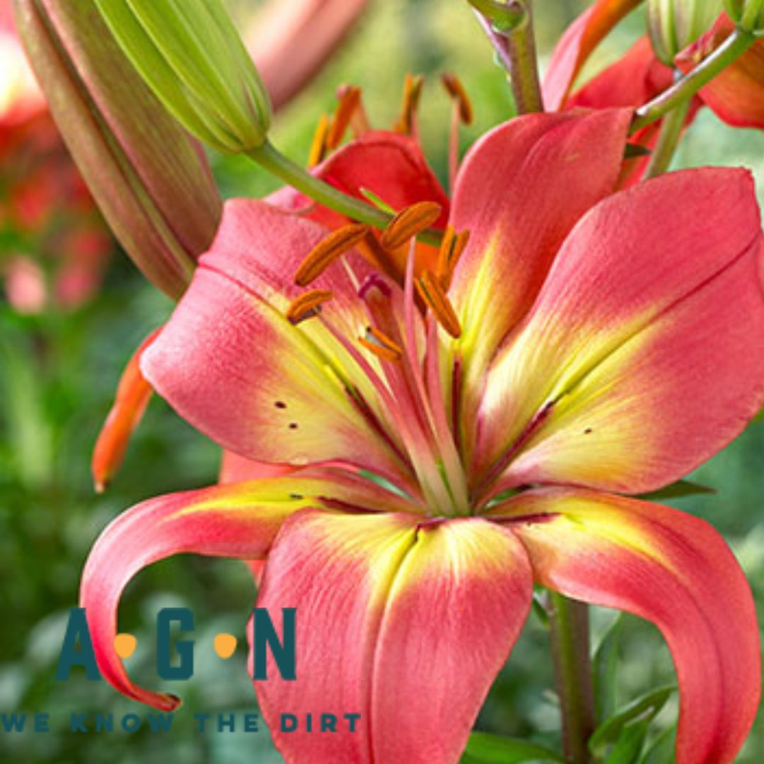 Lily, Asiatic