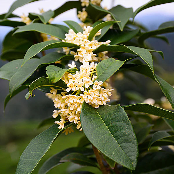 Sweet (Tea) Olive Osmanthus