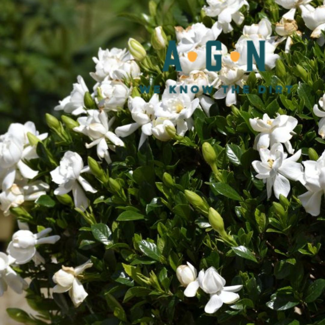 Frostproof Gardenia