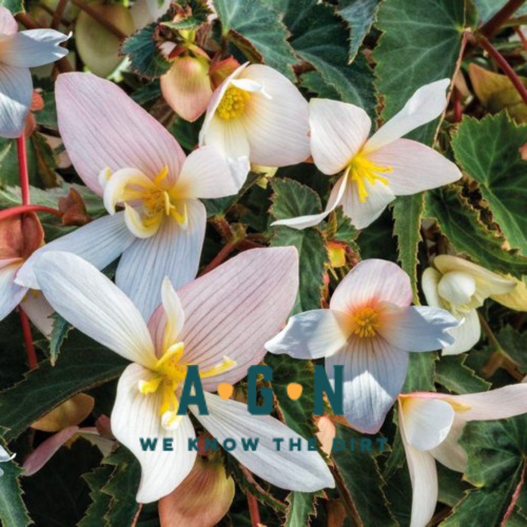 Funky Begonia