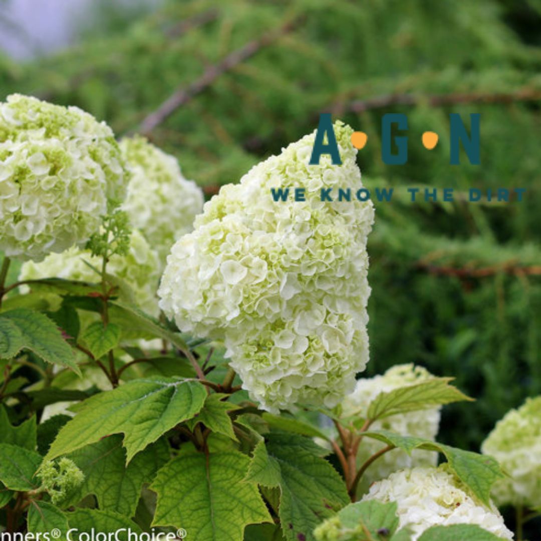 Gatsby Moon Oakleaf Hydrangea