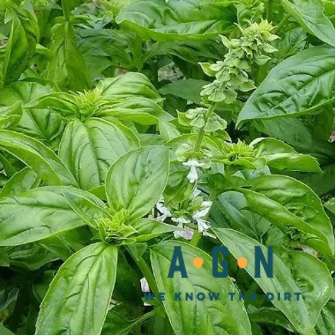 Genovese Basil Plant