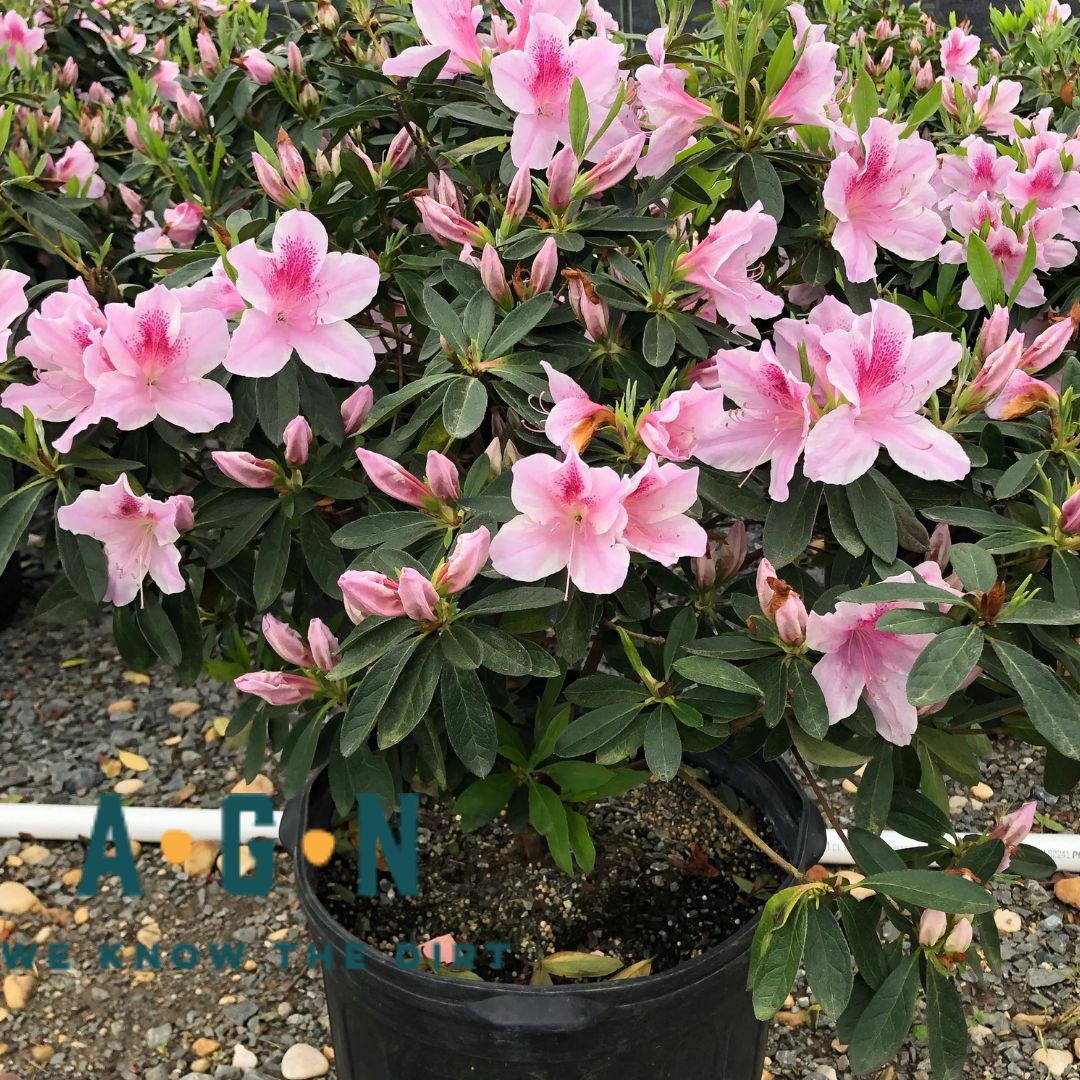 George Tabor Azalea