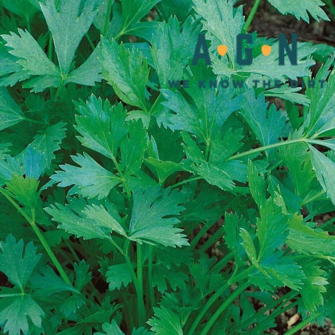 Italian Giant Parsley