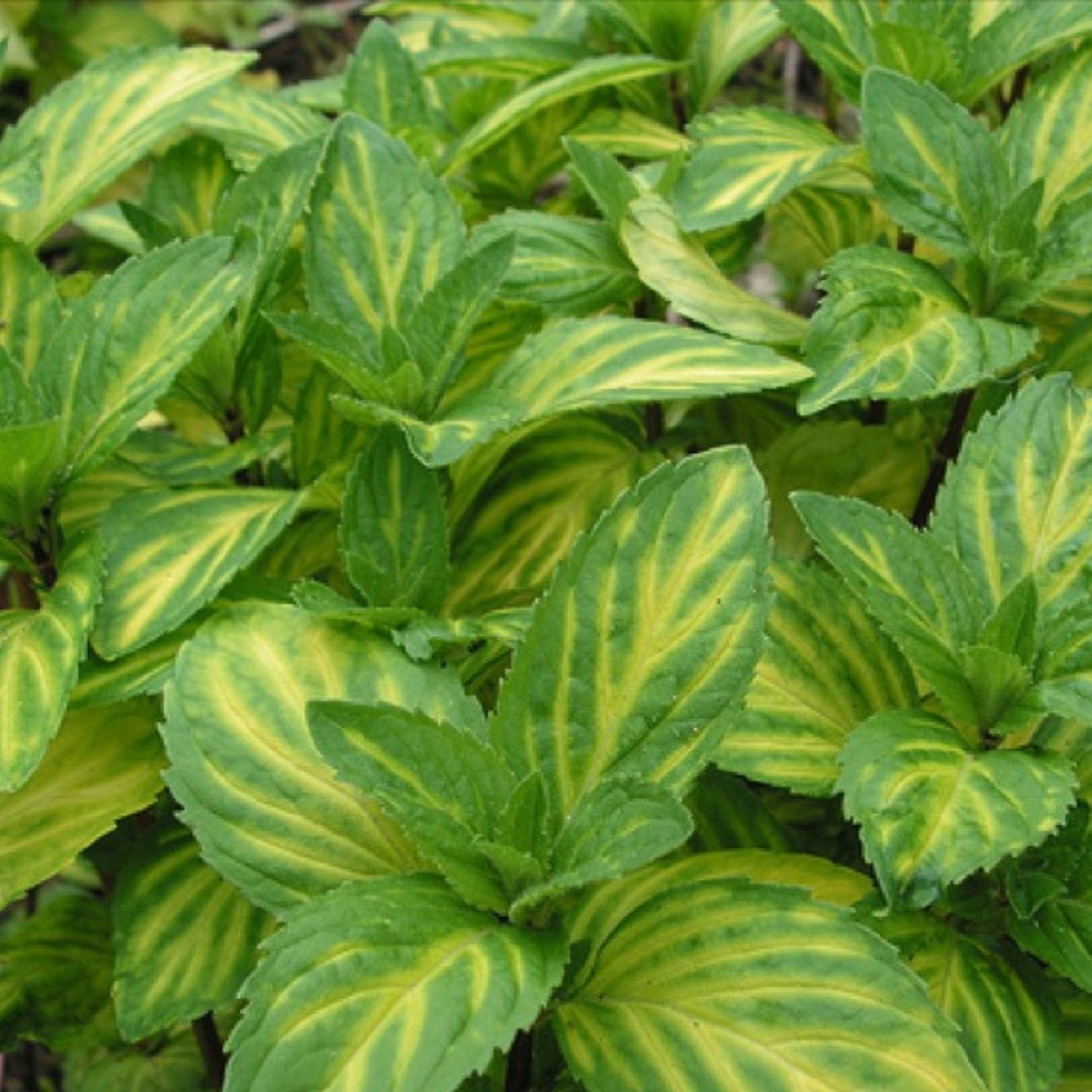 Ginger Mint