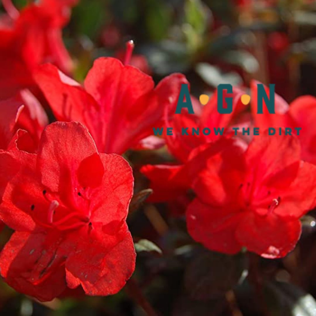 Girard Stewartsonia Azalea