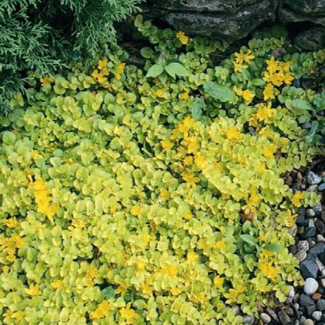 Golden Creeping Jenny