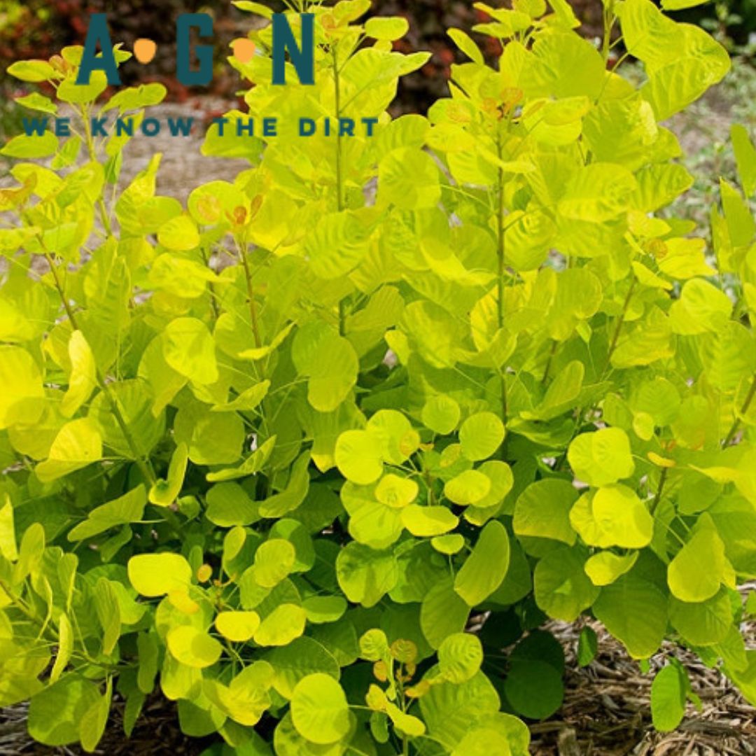 Golden Spirit Smoke Tree