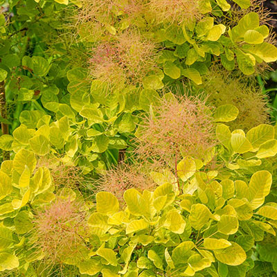 Golden Spirit Smoke Tree
