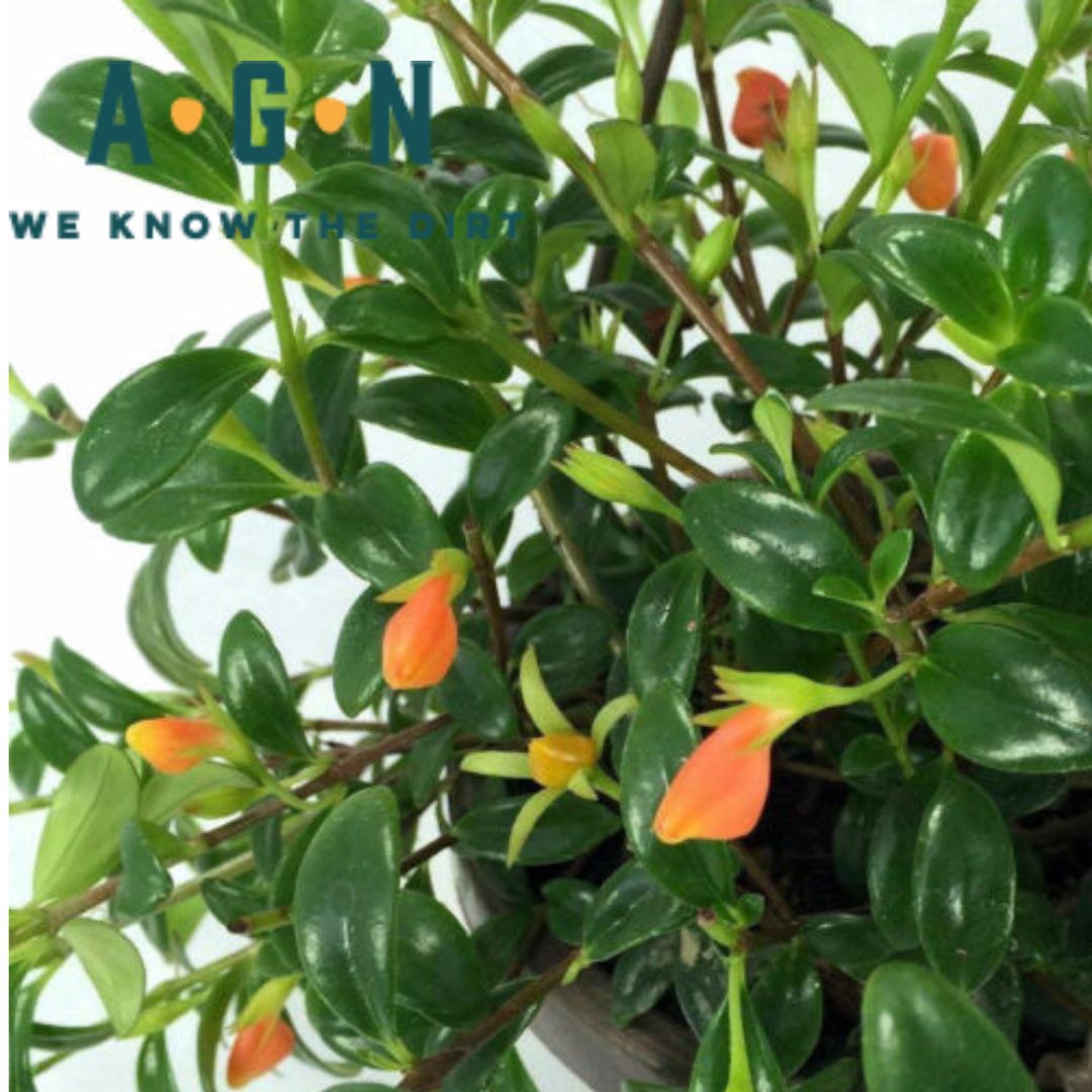 Goldfish Plant