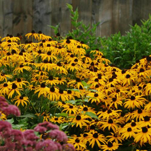 Goldstrum Black Eyed Susan Rudbeckia