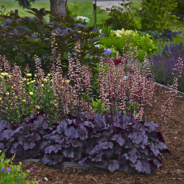 Grape Expectations Coral Bells (Heuchera)