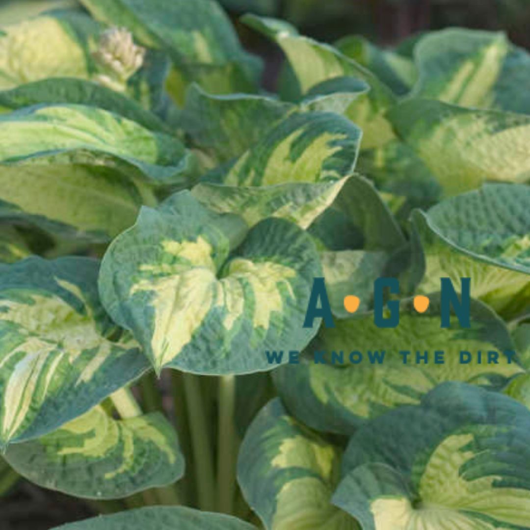 Great Expectations Hosta