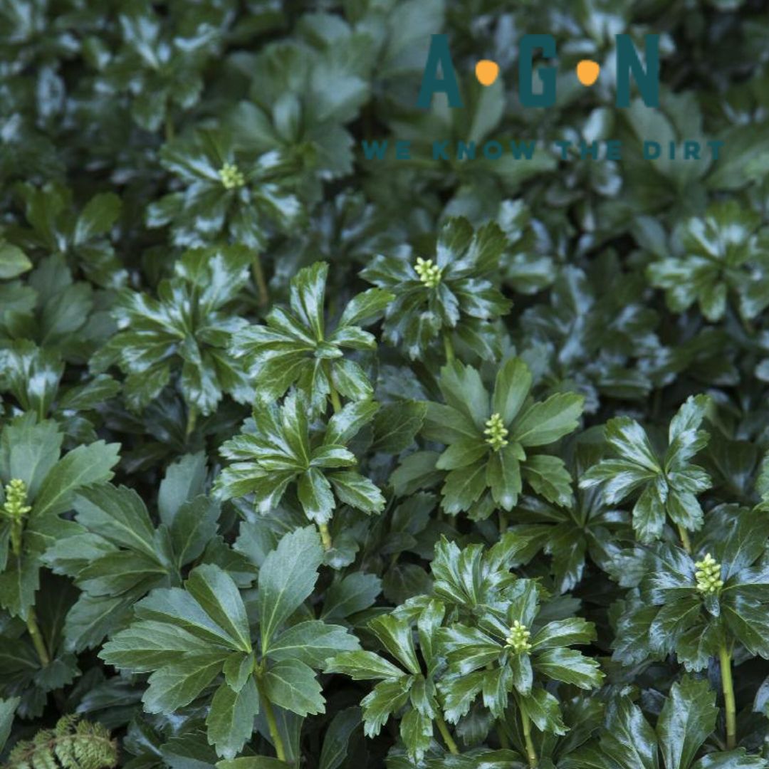 Green Sheen Pachysandra (Spurge)
