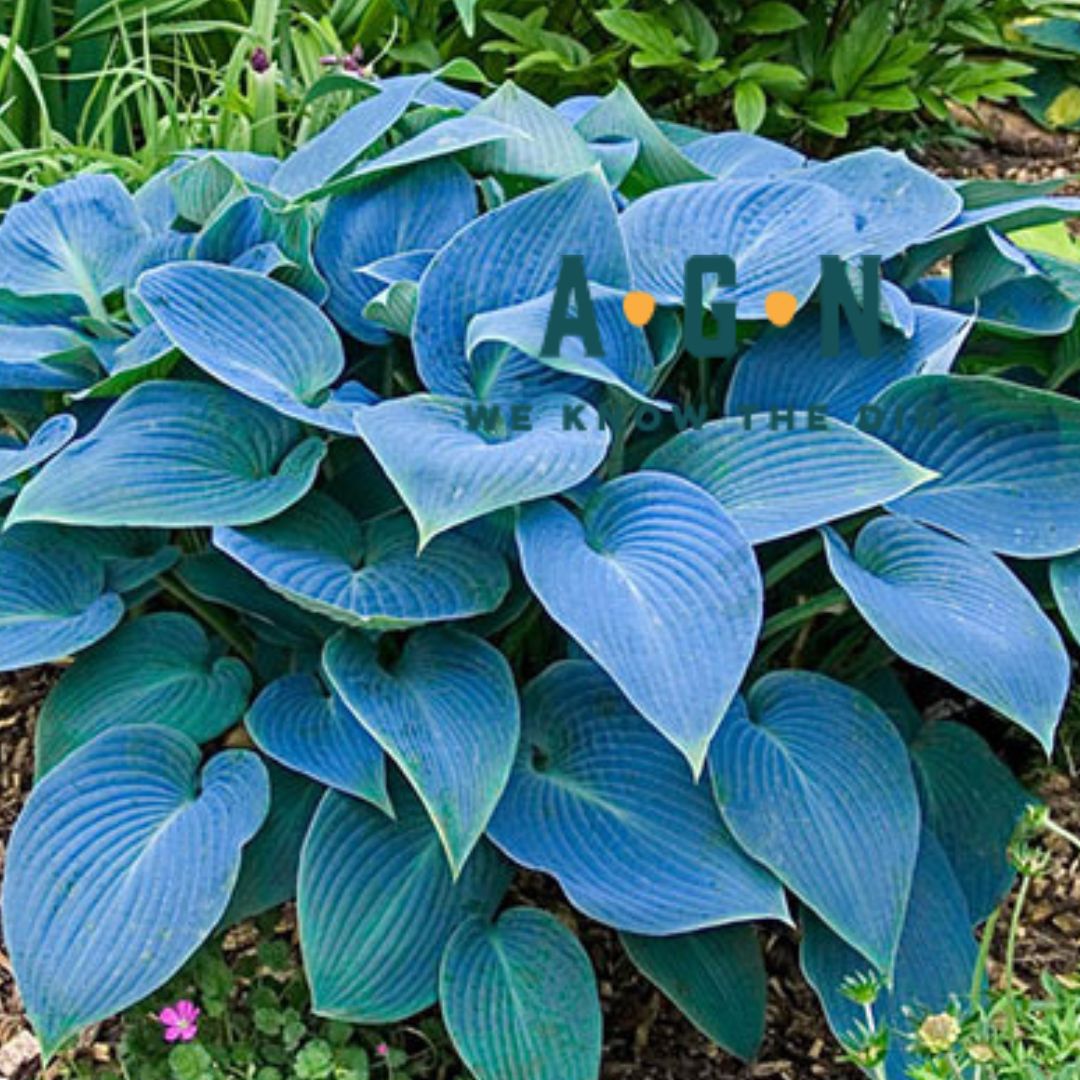 Halcyon Hosta