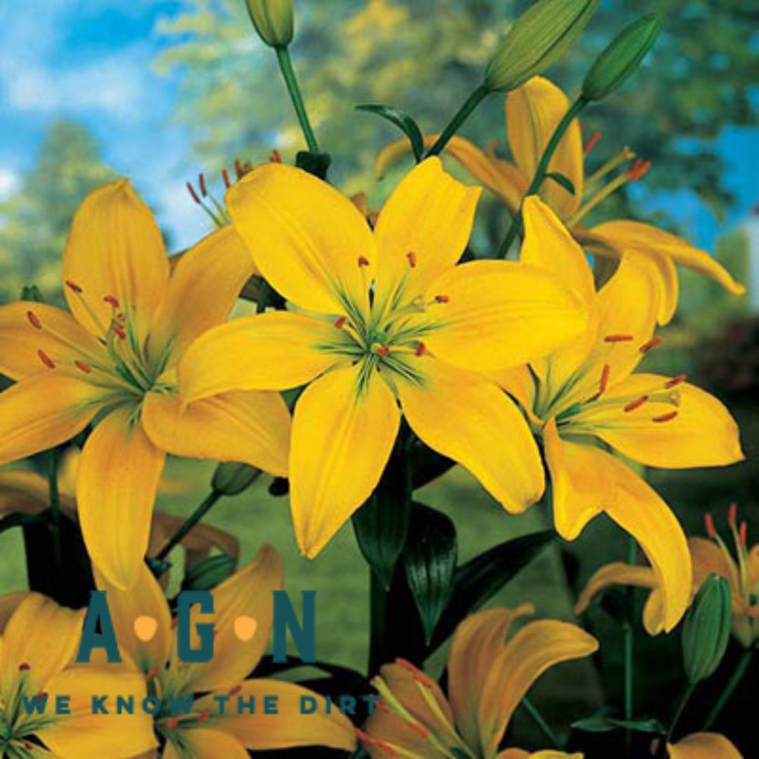 Lily, Asiatic
