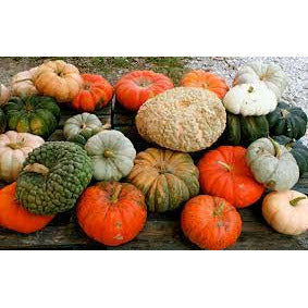 Pumpkins, Grown
