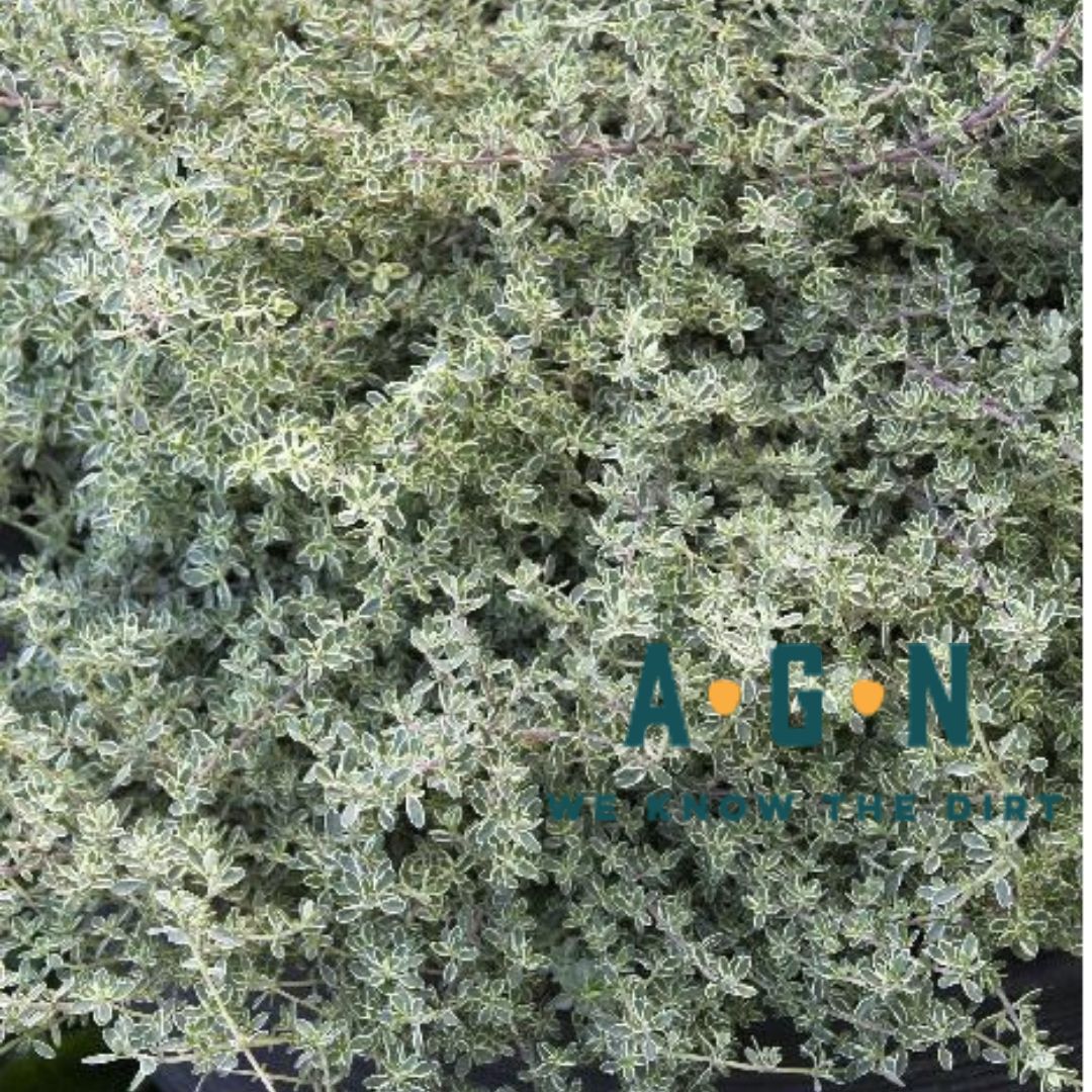 Highland Cream Thyme