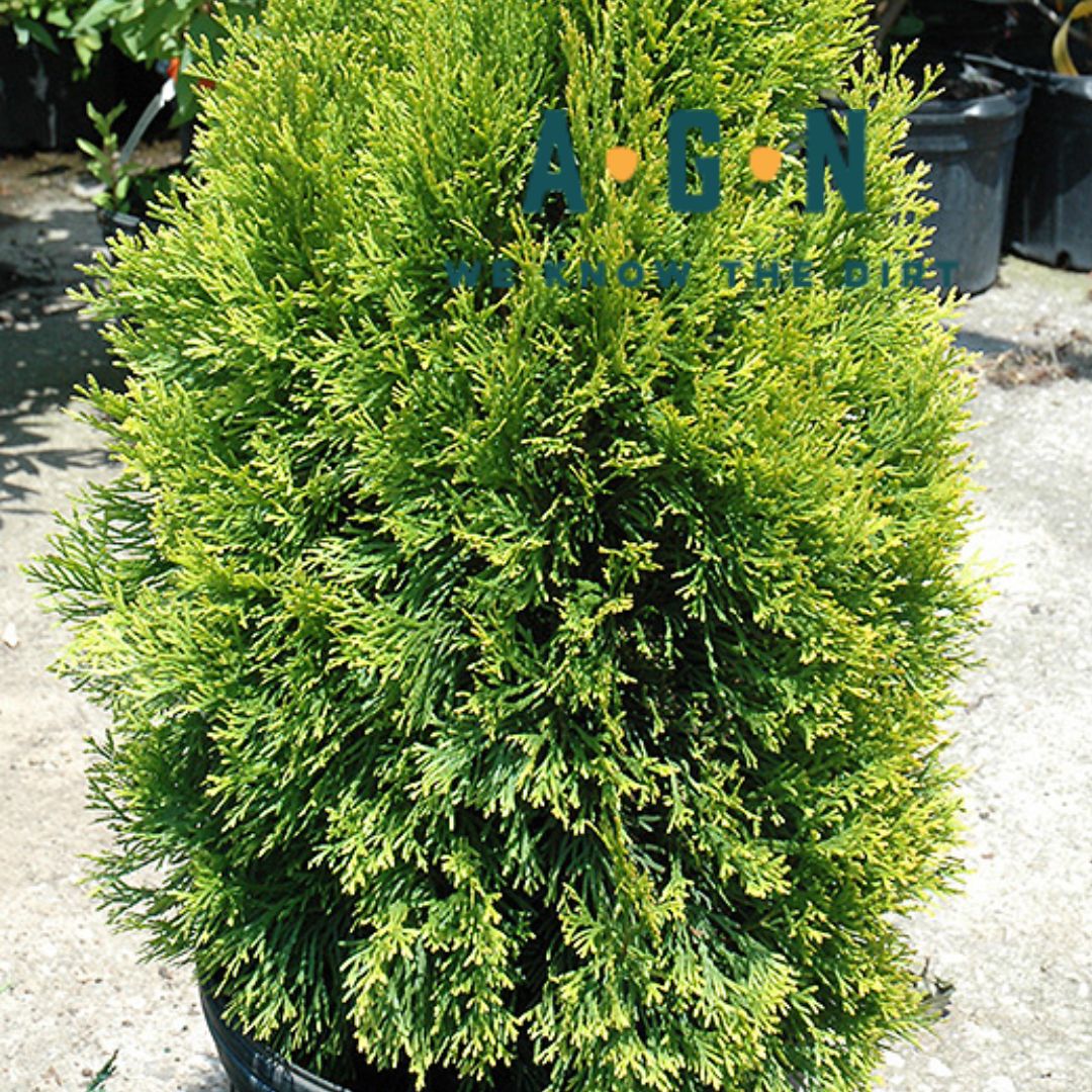 Highlight Arborvitae