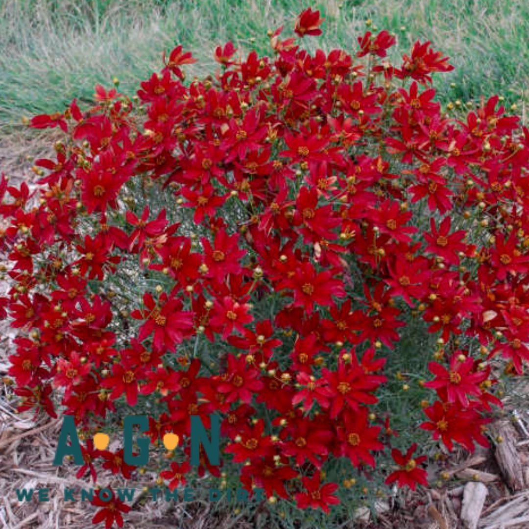 Hot Paprika Coreopsis America's Gardens Nursery