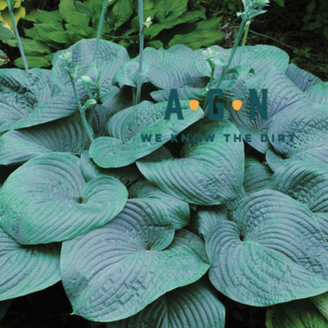 Hosta, Humpback Whale