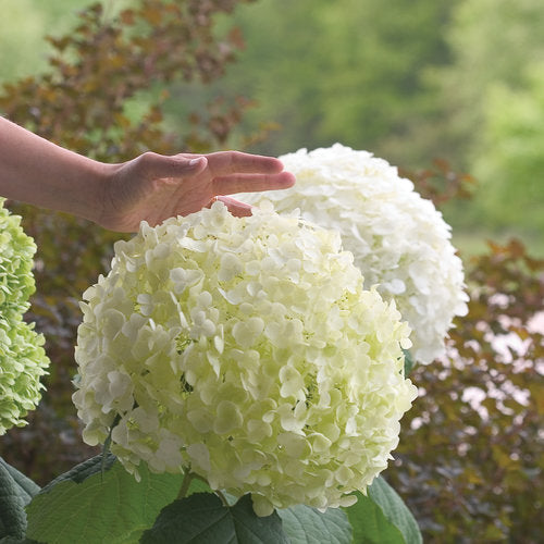 Incrediball Hydrangea